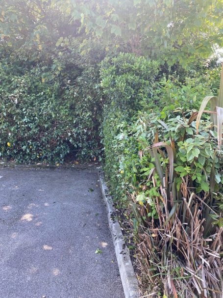 Hedge cutting at business premises